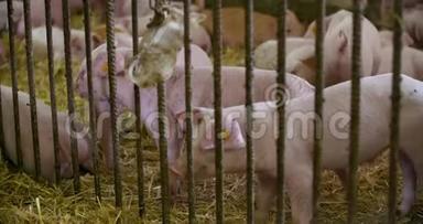 禽畜养殖场，生猪养殖场，禽畜养殖场.. 现代农业猪场